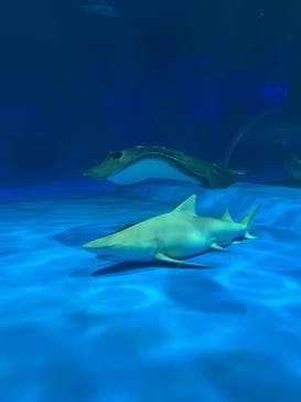 島根県立 しまね海洋館に投稿された画像（2025/8/14）