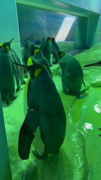 島根県立 しまね海洋館に投稿された画像（2025/8/14）