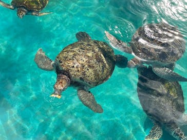 沖縄美ら海水族館に投稿された画像（2025/8/14）