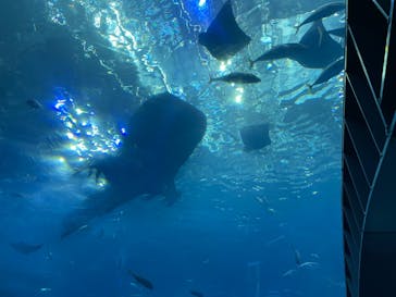沖縄美ら海水族館に投稿された画像（2025/8/14）