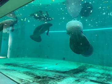 沖縄美ら海水族館に投稿された画像（2025/8/14）