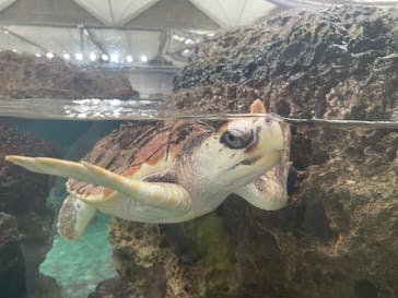 鴨川シーワールドに投稿された画像（2025/8/14）