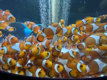 鴨川シーワールドに投稿された画像（2025/8/14）