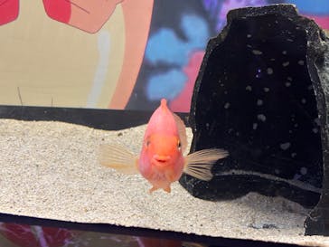 マクセル アクアパーク品川に投稿された画像（2025/8/14）