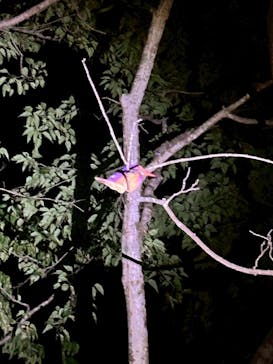 奄美ガイド「太古の森」に投稿された画像（2025/8/14）