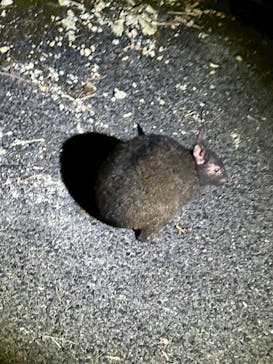 奄美ガイド「太古の森」に投稿された画像（2025/8/14）