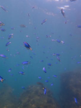 だいびんぐしょっぷ海家（うみや）に投稿された画像（2025/8/14）