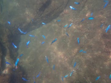 だいびんぐしょっぷ海家（うみや）に投稿された画像（2025/8/14）