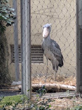 恩賜上野動物園に投稿された画像（2025/8/14）