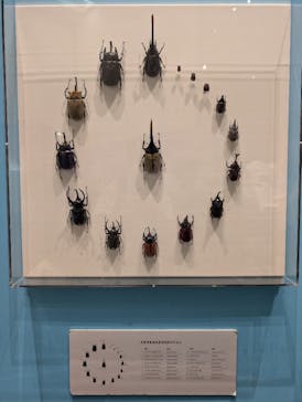 特別展 『昆虫 MANIAC』に投稿された画像（2025/8/14）