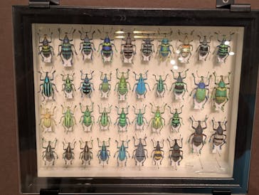 特別展 『昆虫 MANIAC』に投稿された画像（2025/8/14）