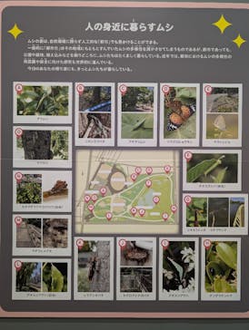 特別展 『昆虫 MANIAC』に投稿された画像（2025/8/14）