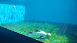 仙台うみの杜水族館に投稿された画像（2025/8/15）