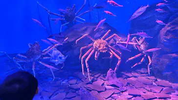 仙台うみの杜水族館に投稿された画像（2025/8/14）