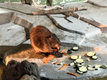 秋田市大森山動物園に投稿された画像（2025/8/14）