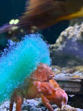 幼魚水族館に投稿された画像（2025/8/14）