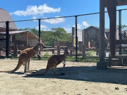 秋田市大森山動物園に投稿された画像（2025/8/14）