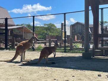 秋田市大森山動物園に投稿された画像（2025/8/14）
