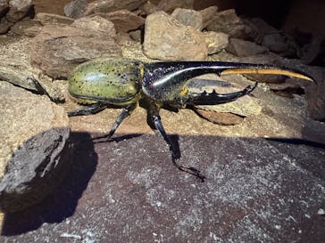 JOYPOLIS SPORTS（ジョイポリススポーツ） イオン仙台中山店に投稿された画像（2025/8/14）