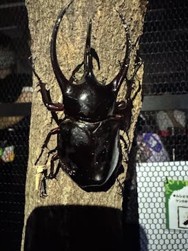 JOYPOLIS SPORTS（ジョイポリススポーツ） イオン仙台中山店に投稿された画像（2025/8/14）