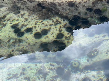 三陸シーカヤックスクール Sea-son（シーズン）に投稿された画像（2025/8/14）