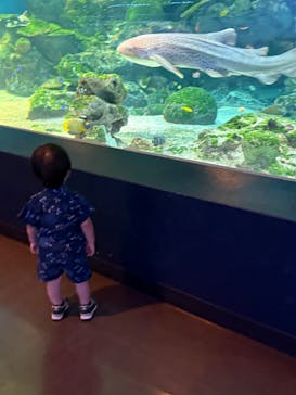 マクセル アクアパーク品川に投稿された画像（2025/8/14）