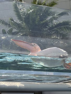 サンシャイン水族館に投稿された画像（2025/8/14）