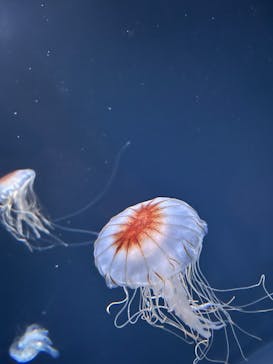 サンシャイン水族館に投稿された画像（2025/8/14）