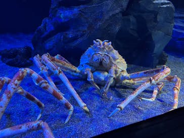 サンシャイン水族館に投稿された画像（2025/8/14）