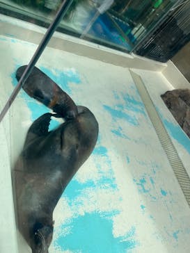 サンシャイン水族館に投稿された画像（2025/8/14）
