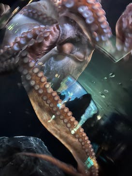 サンシャイン水族館に投稿された画像（2025/8/14）