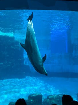 名古屋港水族館に投稿された画像（2025/8/14）