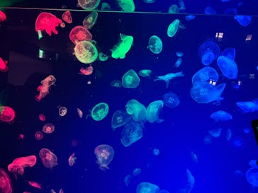 名古屋港水族館に投稿された画像（2025/8/14）