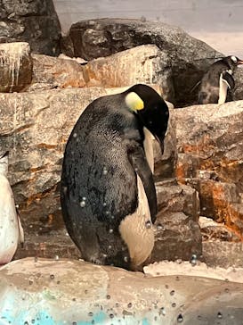 名古屋港水族館に投稿された画像（2025/8/14）