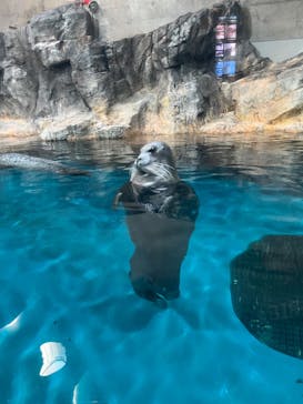 大分マリーンパレス水族館 「うみたまご」に投稿された画像（2025/8/14）