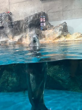 大分マリーンパレス水族館 「うみたまご」に投稿された画像（2025/8/14）