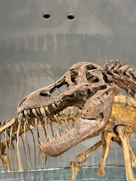 福井県立恐竜博物館に投稿された画像（2025/8/14）