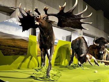 特別展「氷河期展 〜人類が見た4万年前の世界〜」（国立科学博物館）に投稿された画像（2025/8/14）