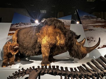 特別展「氷河期展 〜人類が見た4万年前の世界〜」（国立科学博物館）に投稿された画像（2025/8/14）