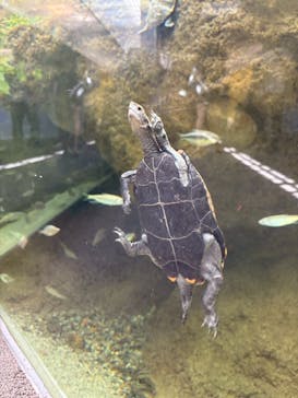 城崎マリンワールドに投稿された画像（2025/8/14）