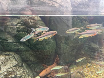 しながわ水族館に投稿された画像（2025/8/14）