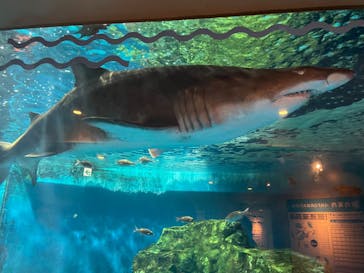 しながわ水族館に投稿された画像（2025/8/14）