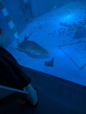 のとじま水族館に投稿された画像（2025/8/14）