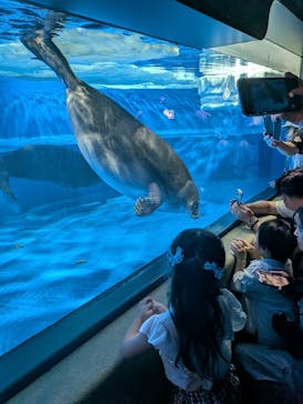 サンシャイン水族館に投稿された画像（2025/8/15）
