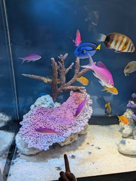 サンシャイン水族館に投稿された画像（2025/8/15）