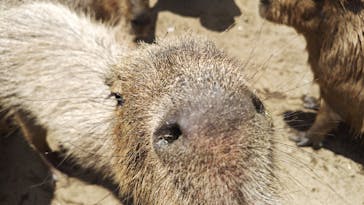 ダチョウ王国石岡ファームに投稿された画像（2025/8/15）