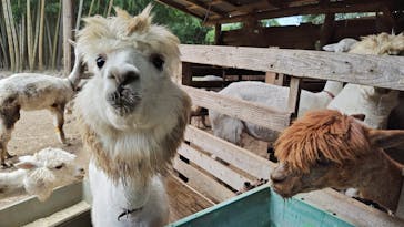 ダチョウ王国石岡ファームに投稿された画像（2025/8/15）