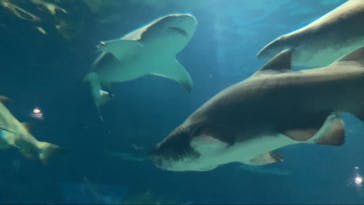 アクアワールド茨城県大洗水族館に投稿された画像（2025/8/15）