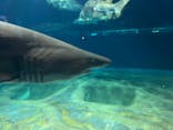 アクアワールド茨城県大洗水族館に投稿された画像（2025/8/15）