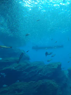 仙台うみの杜水族館に投稿された画像（2025/8/15）